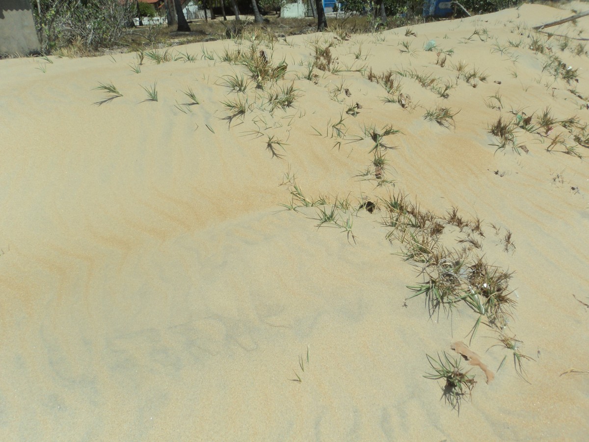 Spinifex littoreus (Burm.f.) Merr.